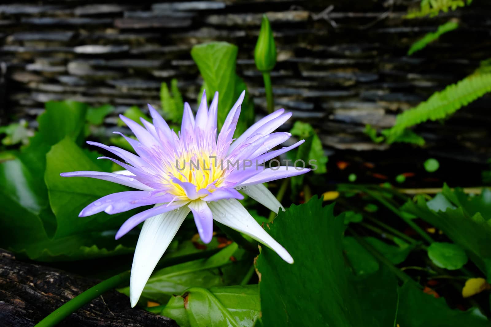 Close-up of beautiful perple lotus flower and green lotus leaf i by e22xua