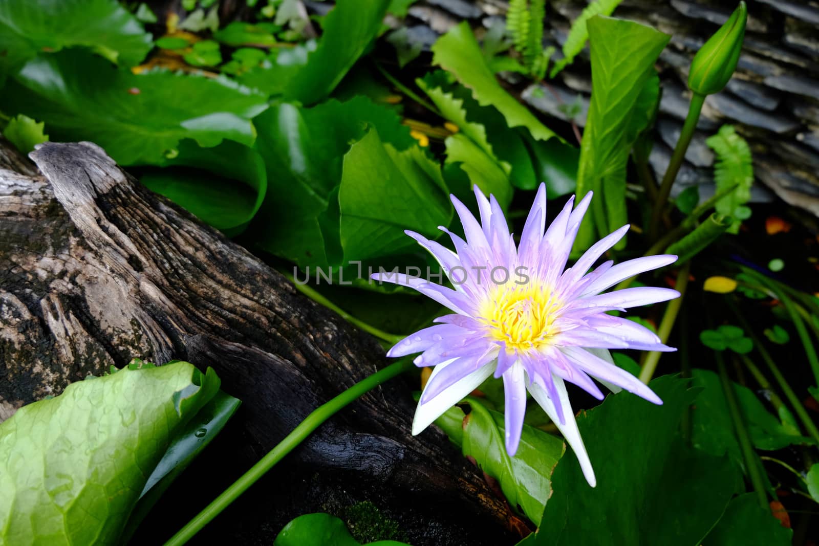 beautiful purple lotus flower and green lotus leaf is background,perple lotus flower is above the water in the pond and has a lotus leaf and wood