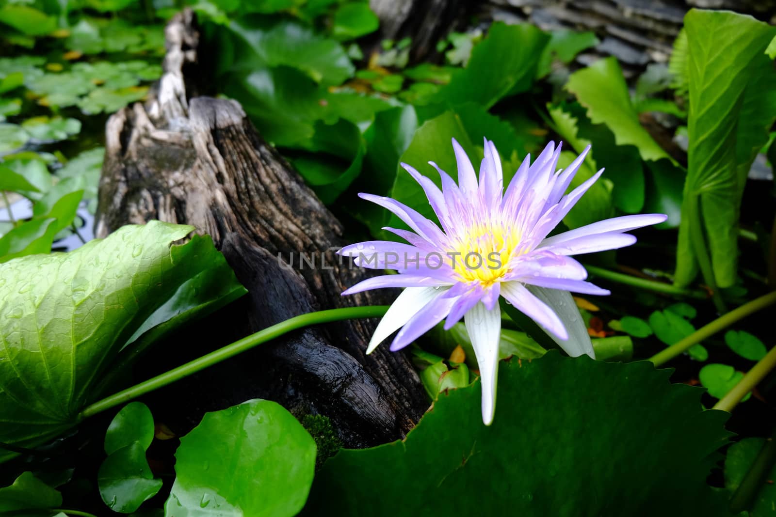 beautiful purple lotus flower and green lotus leaf is background,perple lotus flower is above the water in the pond and has a lotus leaf and wood