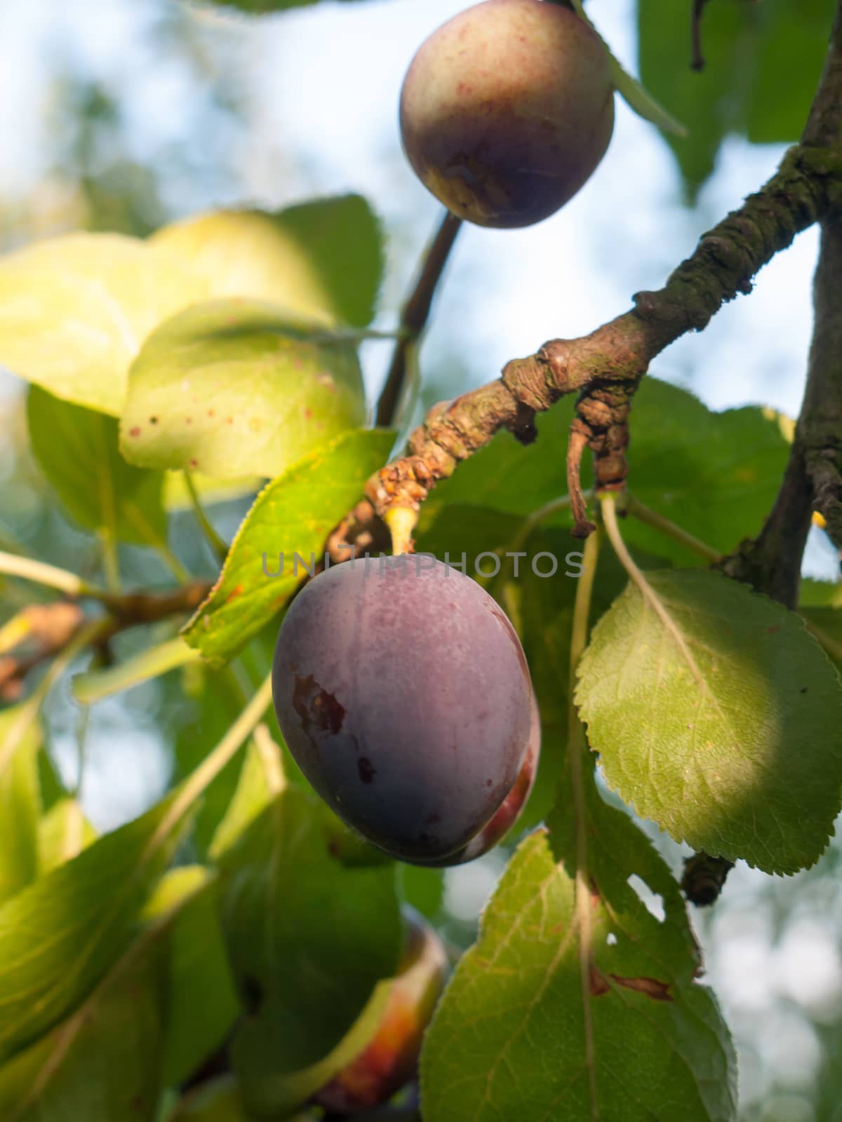 a close up purple growing ripe damson fruit on tree; Essex; England; UK