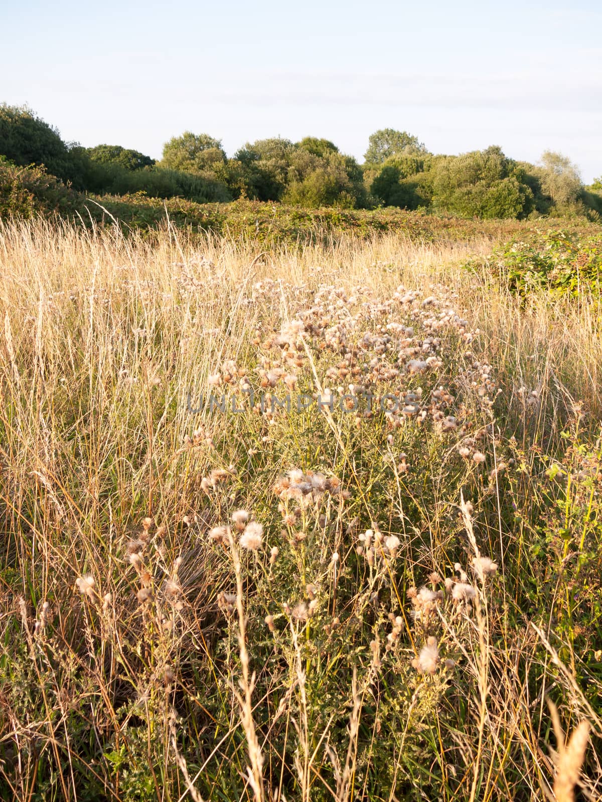a golden reed and milk thistle country shrub land; Essex; England; UK