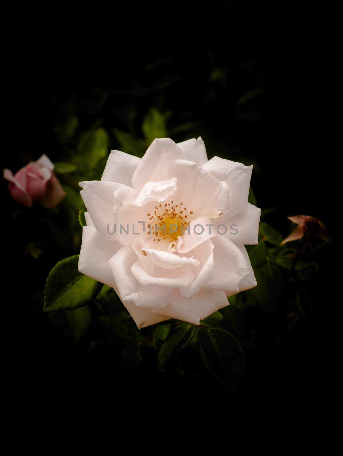 a special ornate white rose with a black background; Essex; England; UK