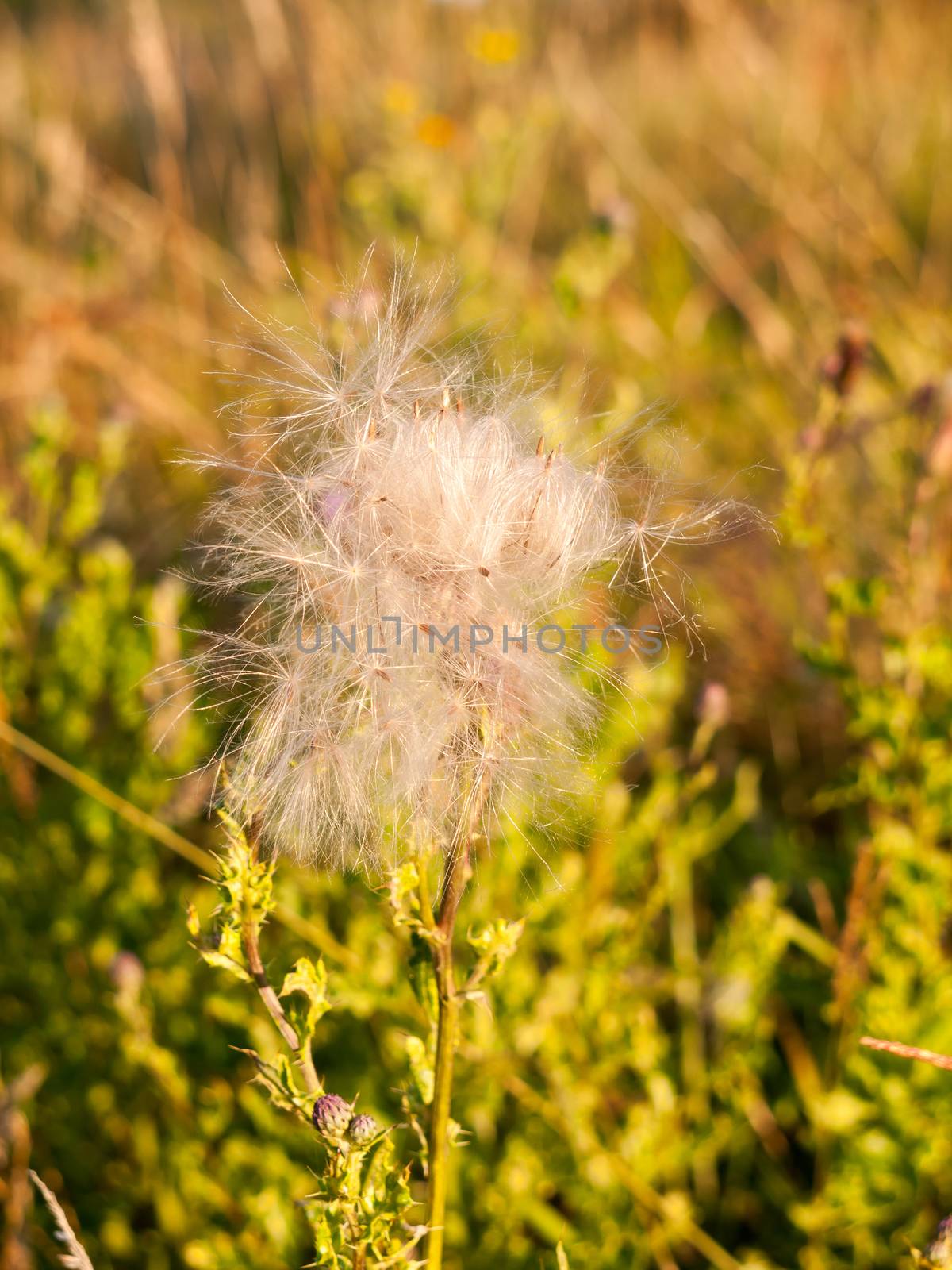 a white fluffly cloud of milk thistle flower heads in the summer windy field; Essex; England; UK