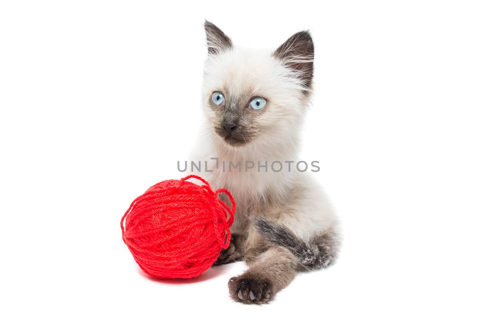 kitten on a white background by AlexBush
