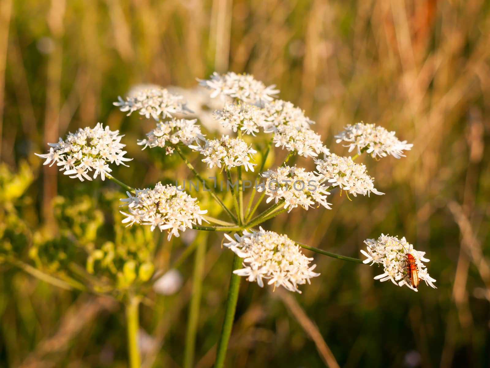 close up white cow parsley flower head in summer with insect; Essex; England; UK