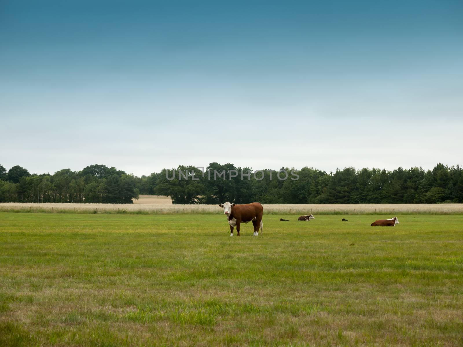 cows grazing in a country farm field; Essex; UK