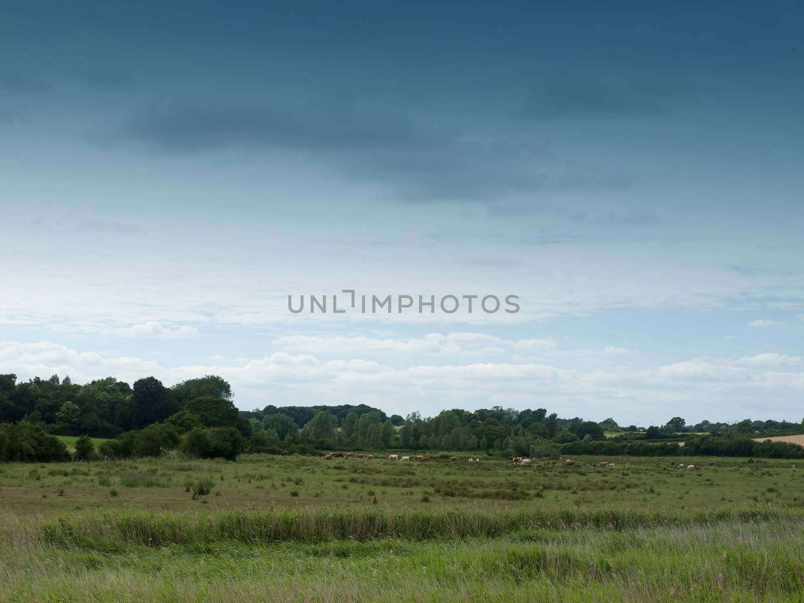 empty country scene with field and trees; Essex; UK