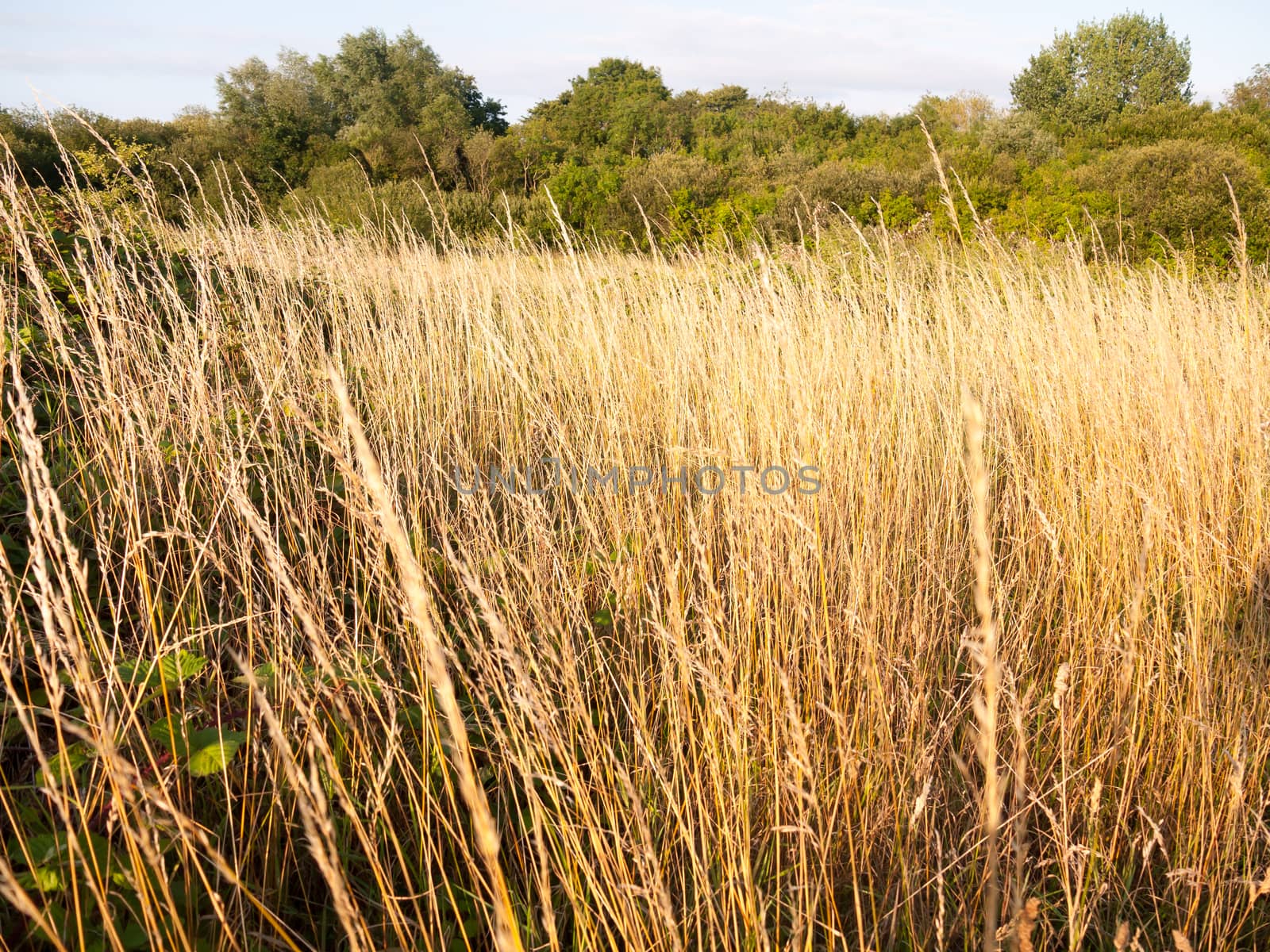 golden glorious reeds in a field in summer; Essex; England; UK