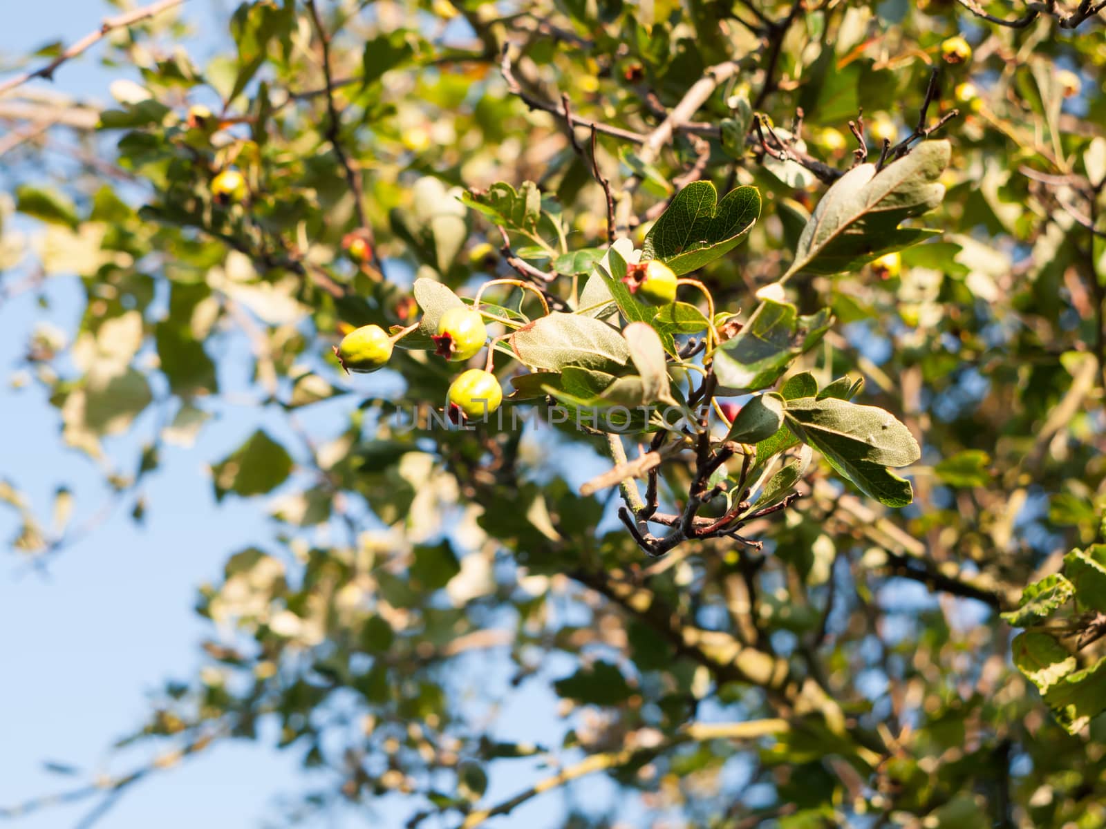 green growing rose hips in tree above; Essex; England; UK