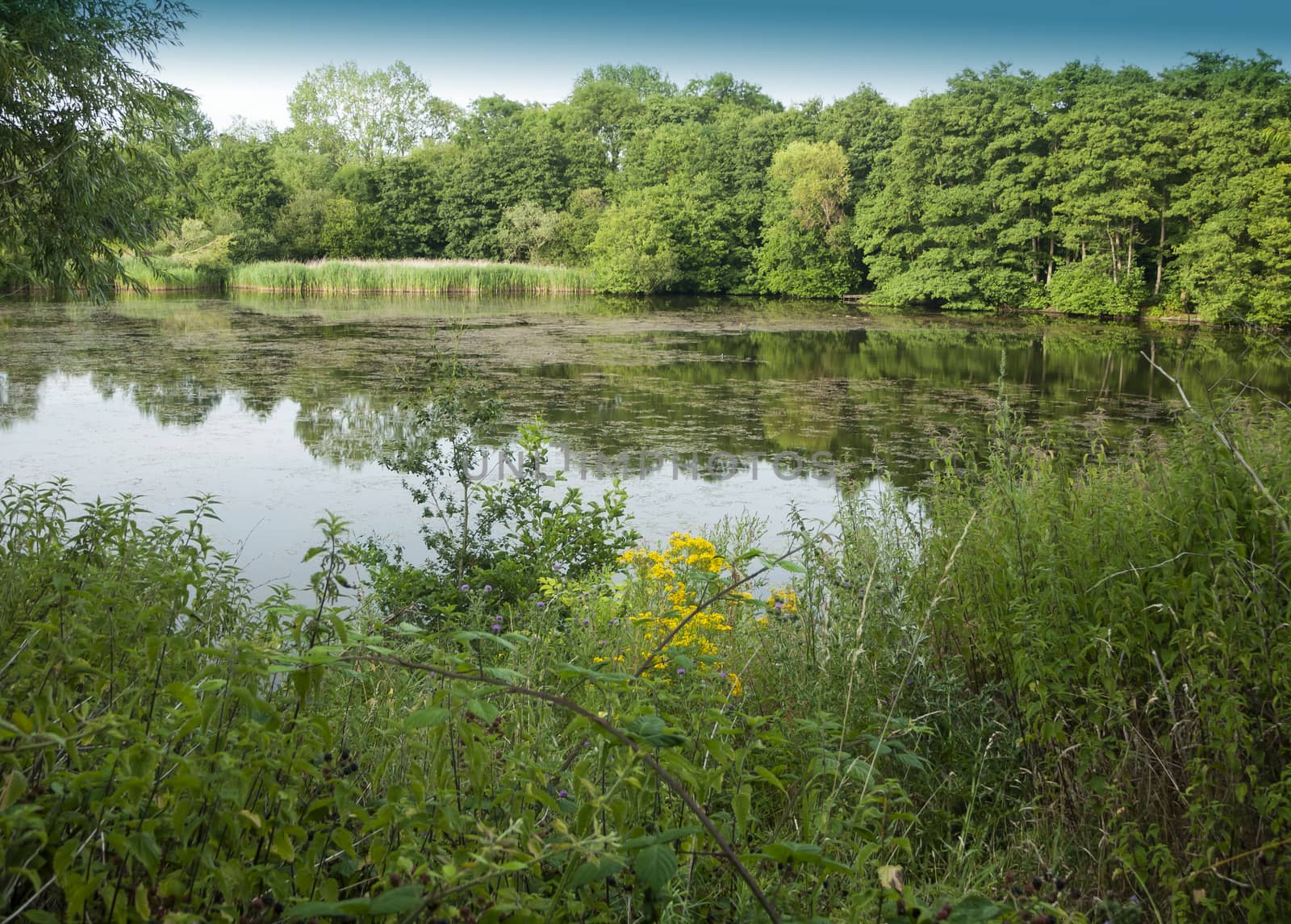 Lake scene with growth trees and reflections in water; Essex; UK
