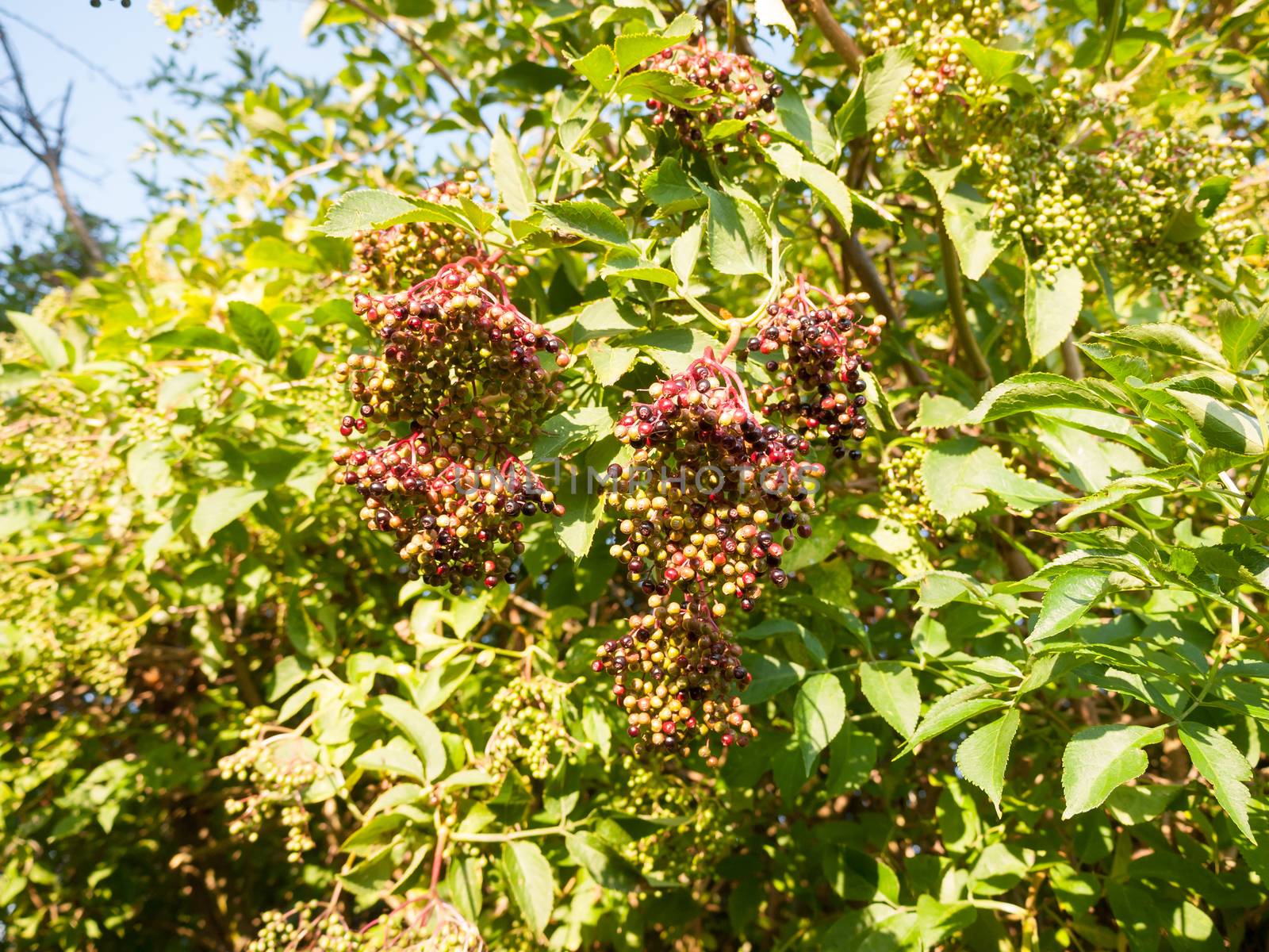 red and black elderberries growing in the tree above in the summer; Essex; England; UK