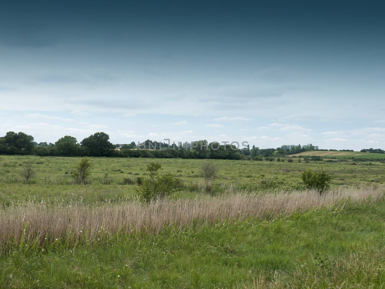 reed shrub running through countryside scene with grass and trees; Essex; UK
