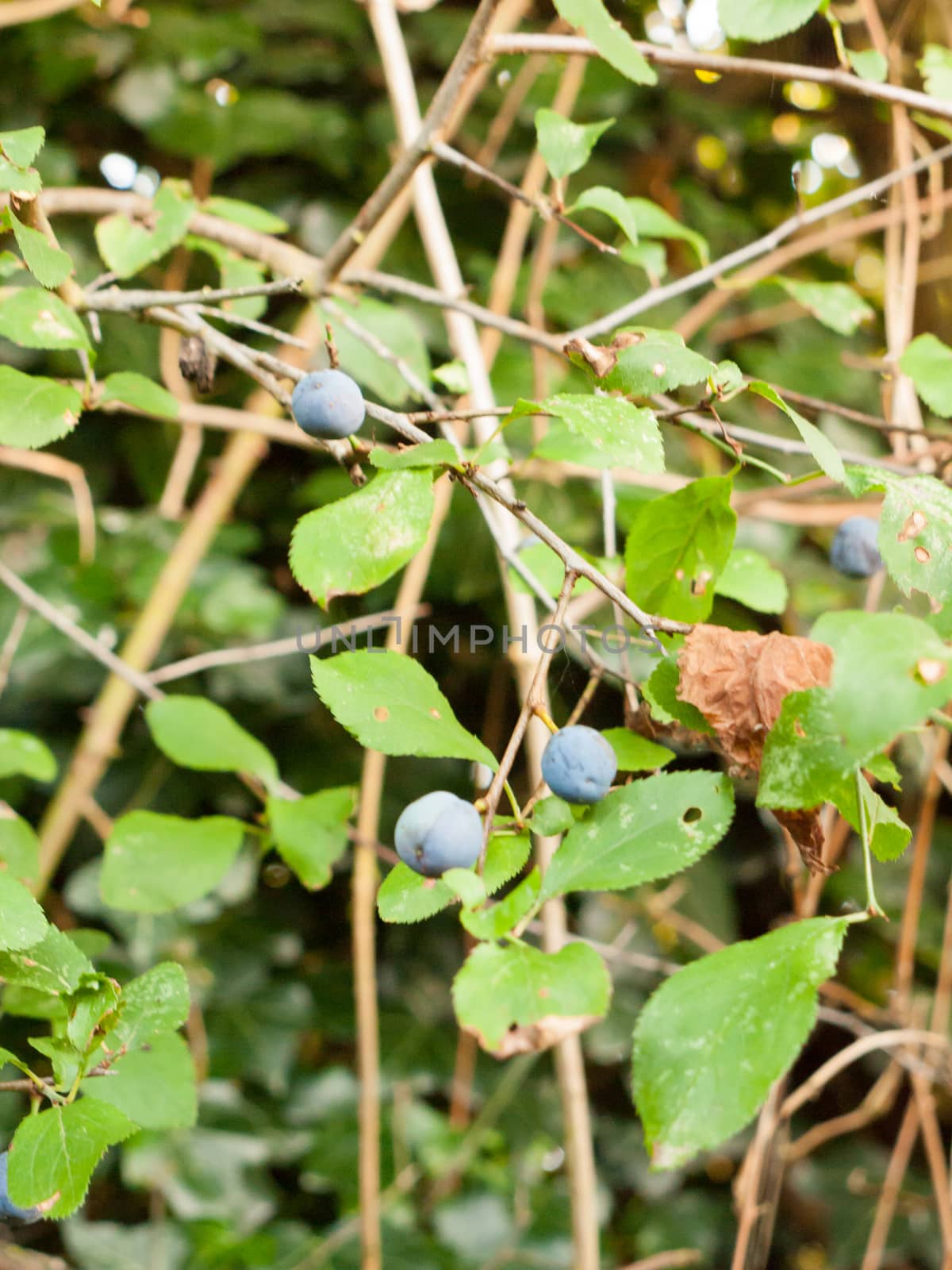 several blue sloe berries growing on a tree; Essex; England; UK