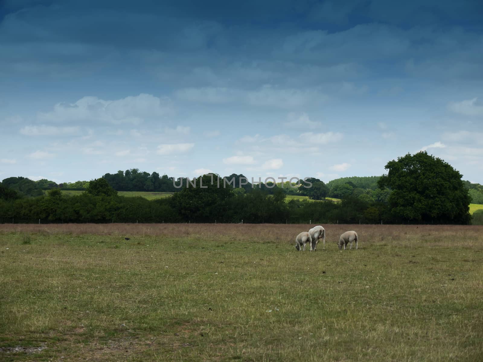 sheep grazing in an english country farm field; Essex; UK
