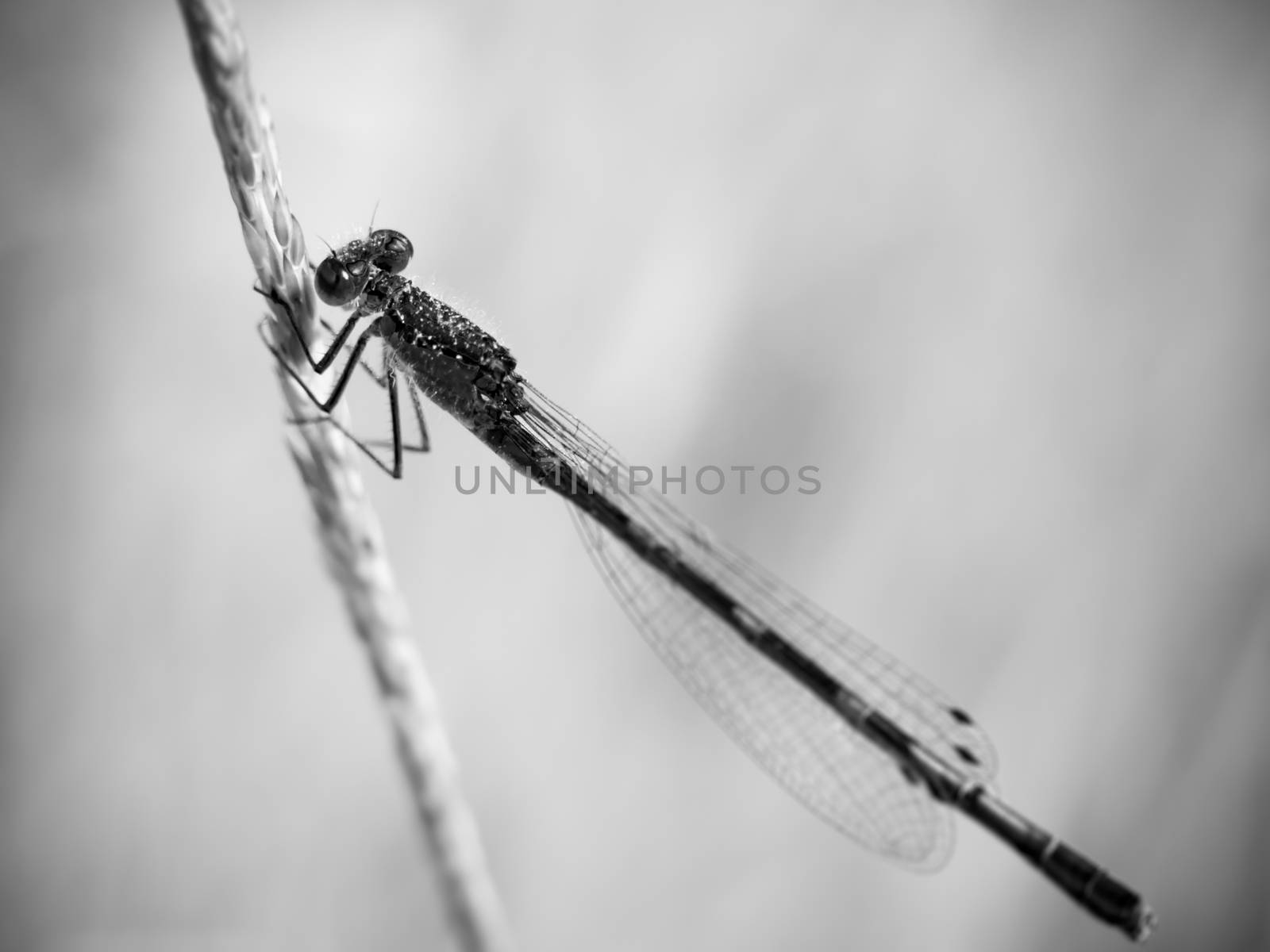 special black and white damsel fly on grass stalk; Essex; England; UK