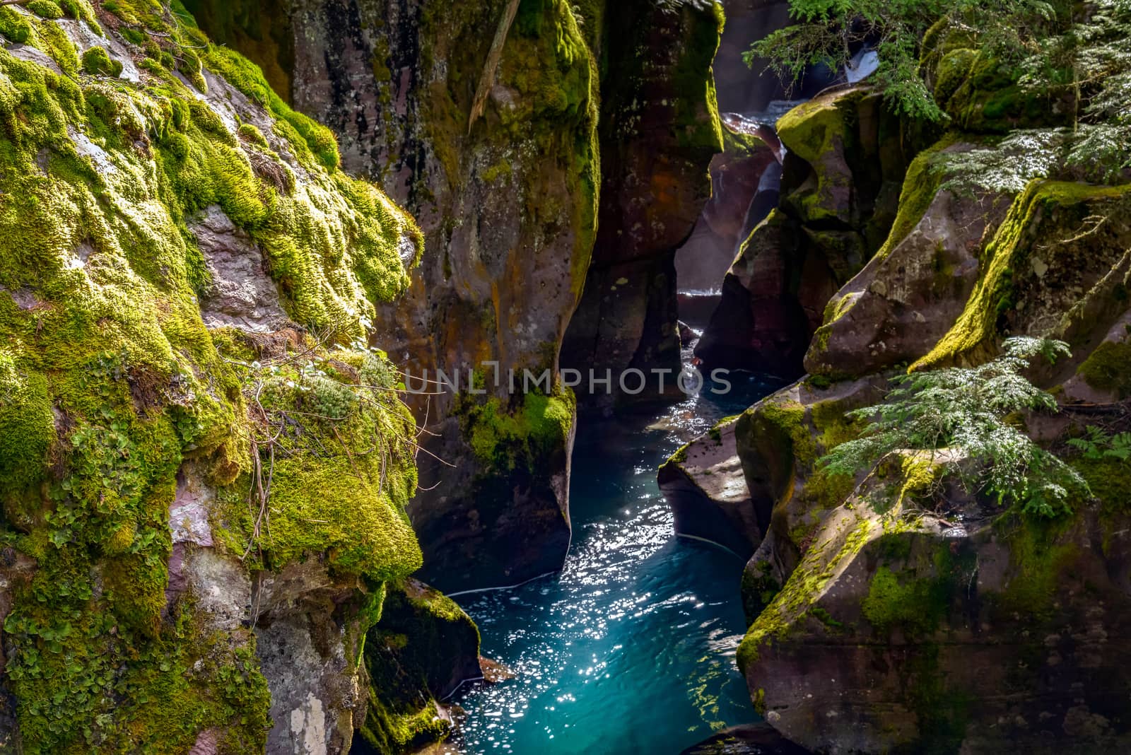 Looking into Avalanche Creek by phil_bird