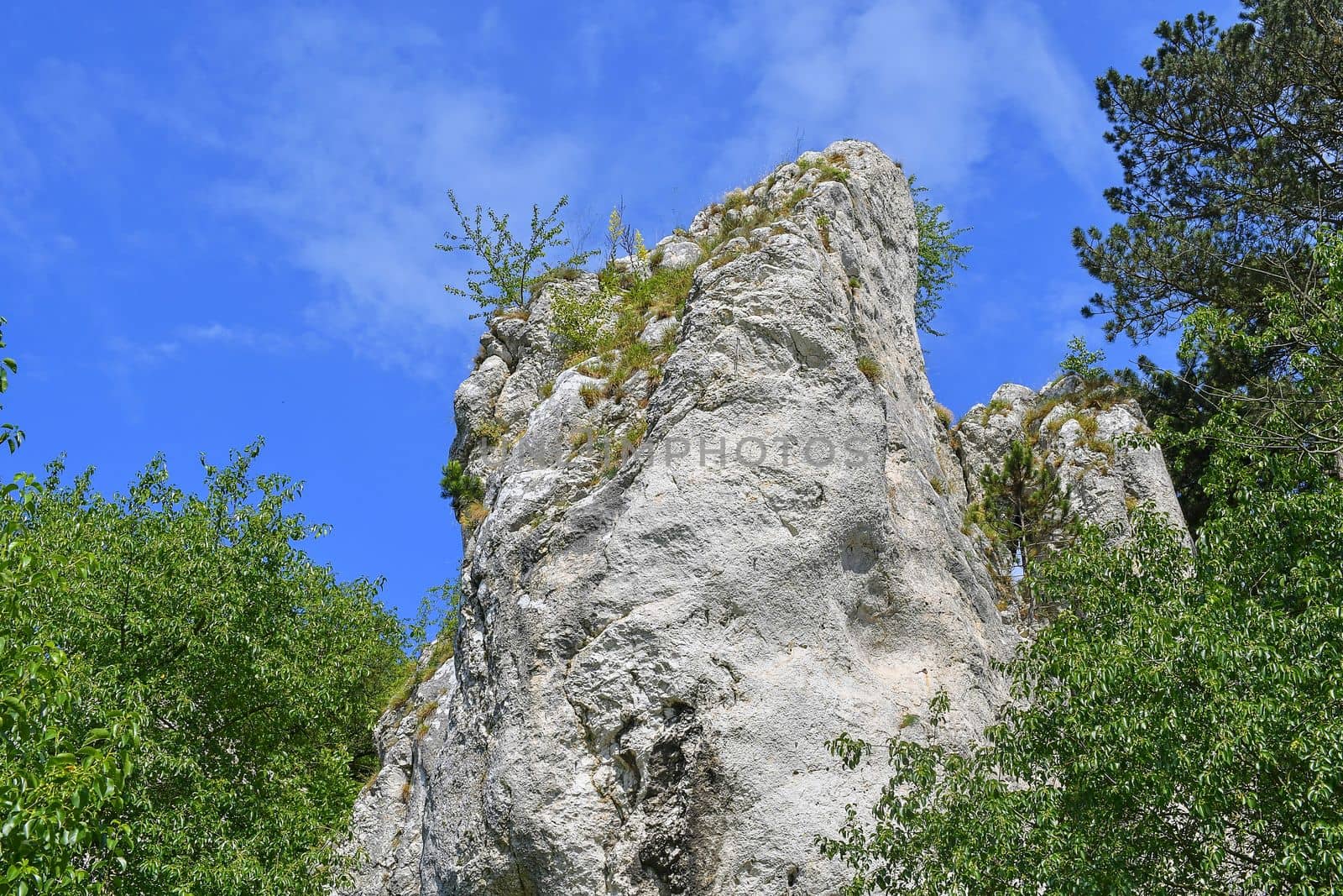 The Pavlov Hills, in Czech also Palava.  White limestone rocks,  flowers in rock. South Moravia, the Czech Republic, Europe by roman_nerud