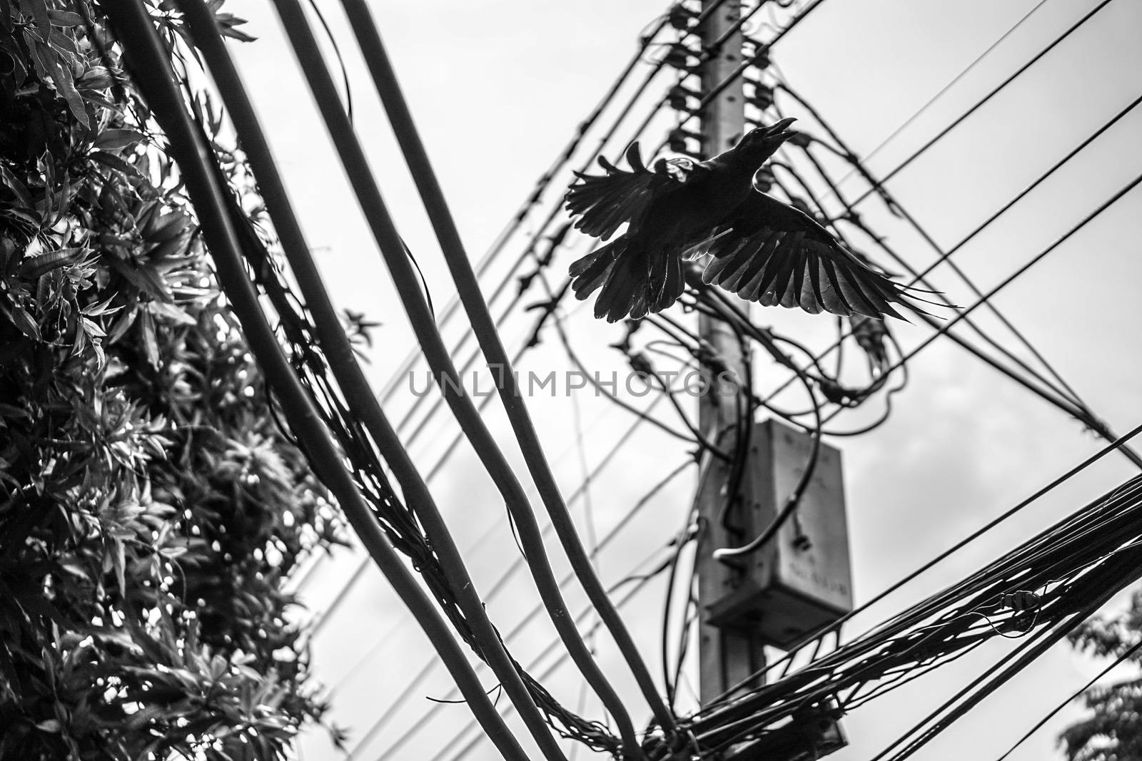 crow hang on to electric cable by surachetsh