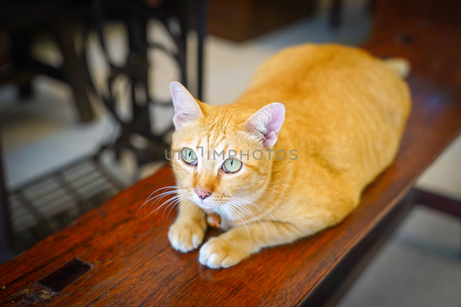 fat orange cat is sitting one the wood vintage chair and staring up to ceiling.