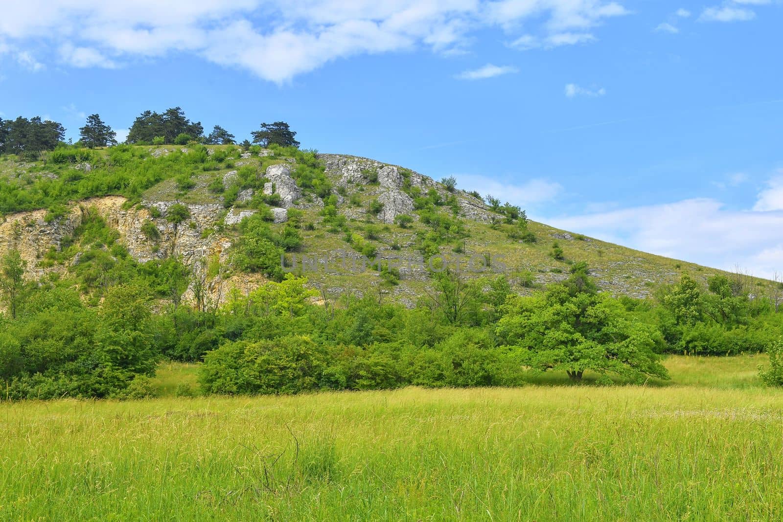 The Pavlov Hills, in Czech also Palava.  White limestone rocks,  flowers in rock. South Moravia, the Czech Republic, Europe by roman_nerud