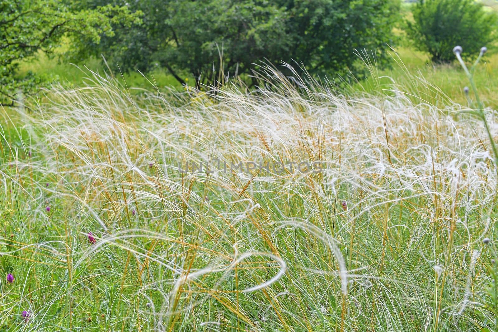 The Pavlov Hills, in Czech also Palava. Stipa pennata. South Moravia, the Czech Republic, Europe.