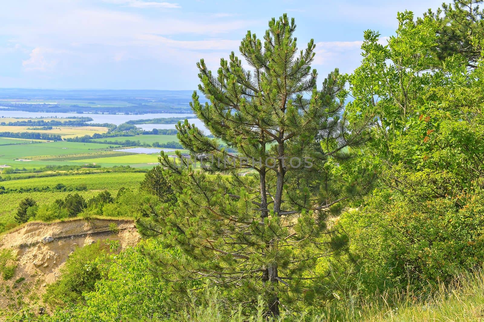 The Pavlov Hills, in Czech also Palava.  White limestone rocks,  flowers in rock, pine trees. South Moravia, the Czech Republic, Europe.