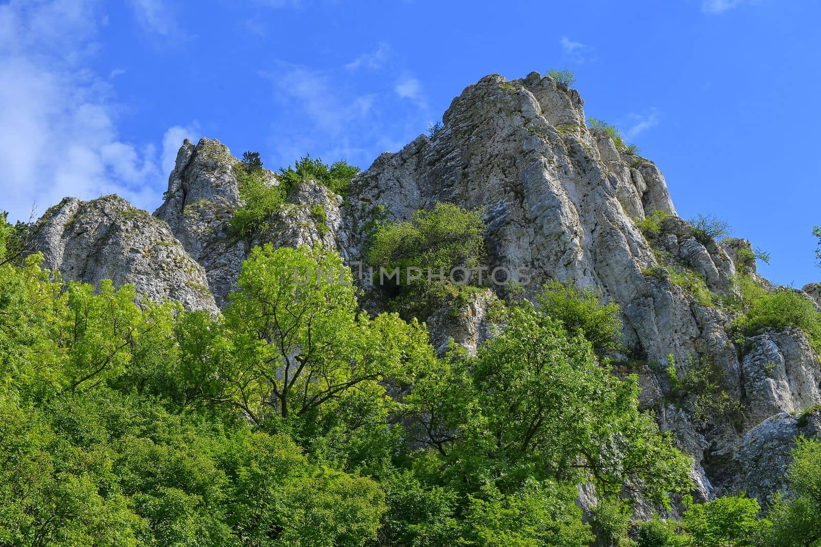 The Pavlov Hills, in Czech also Palava.  White limestone rocks,  flowers in rock. South Moravia, the Czech Republic, Europe by roman_nerud