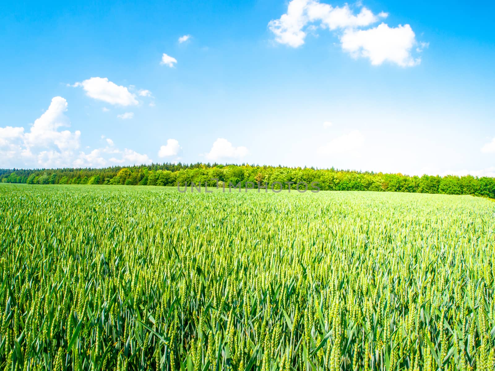 Green spring field of grain on sunny day with blue sky and white clouds. Natural, agricultural and rural landscape walpaper by pyty