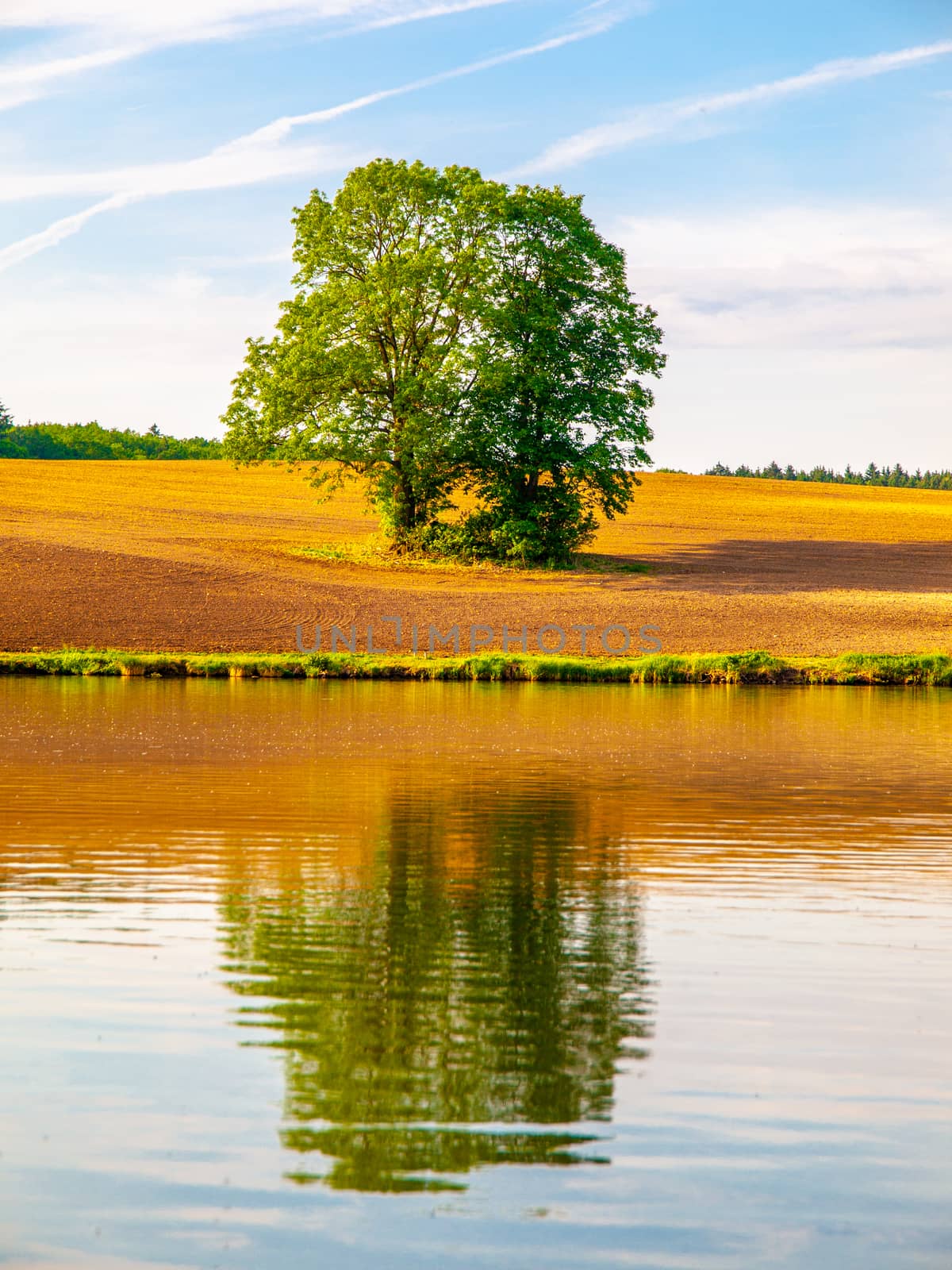 Solitary old large tree with lush green leafs on the brown spring field reflected in the water.