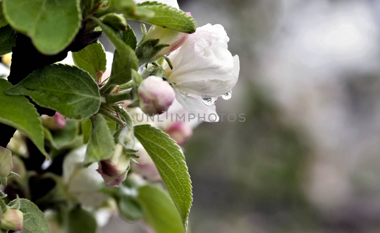 raindrops on the flowers of Apple, in the drop of flowers reflected on the tree