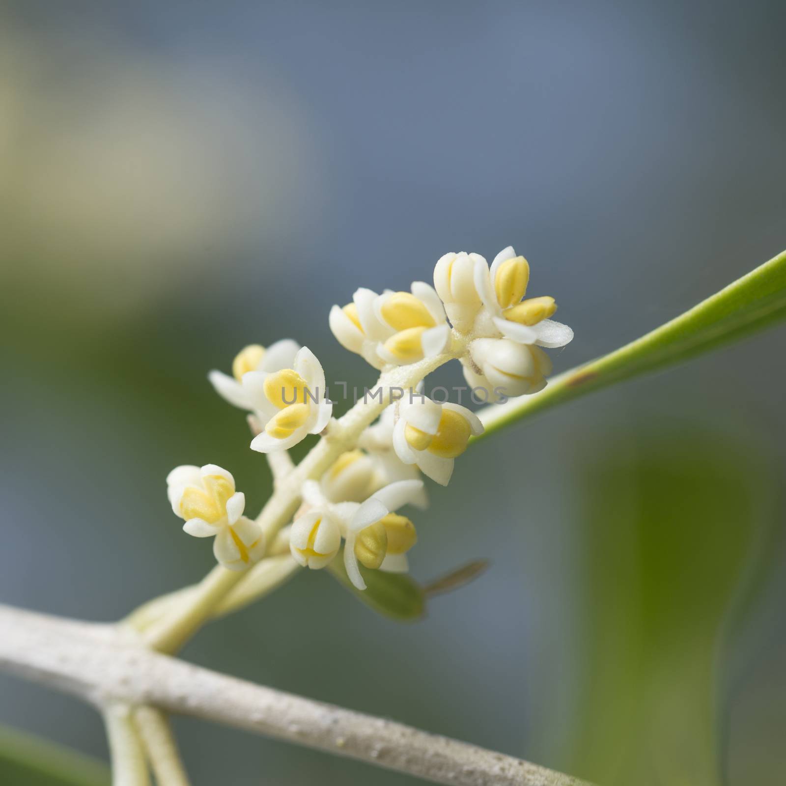 Details of olive tree flowers with blurry background.