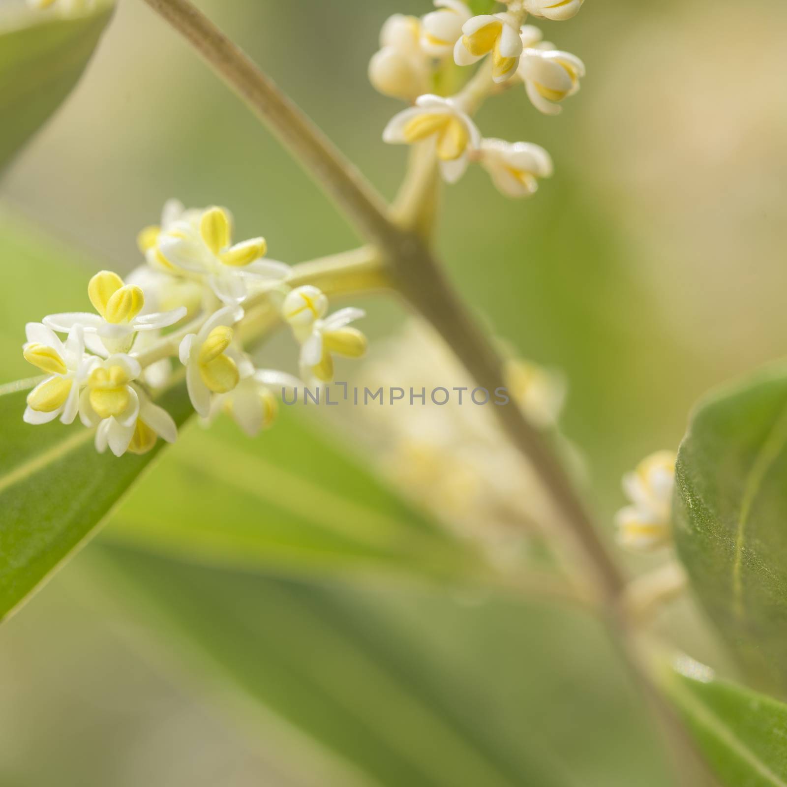 Square image of an olive tree branch and detail of flowers with blurry leaves at the background.