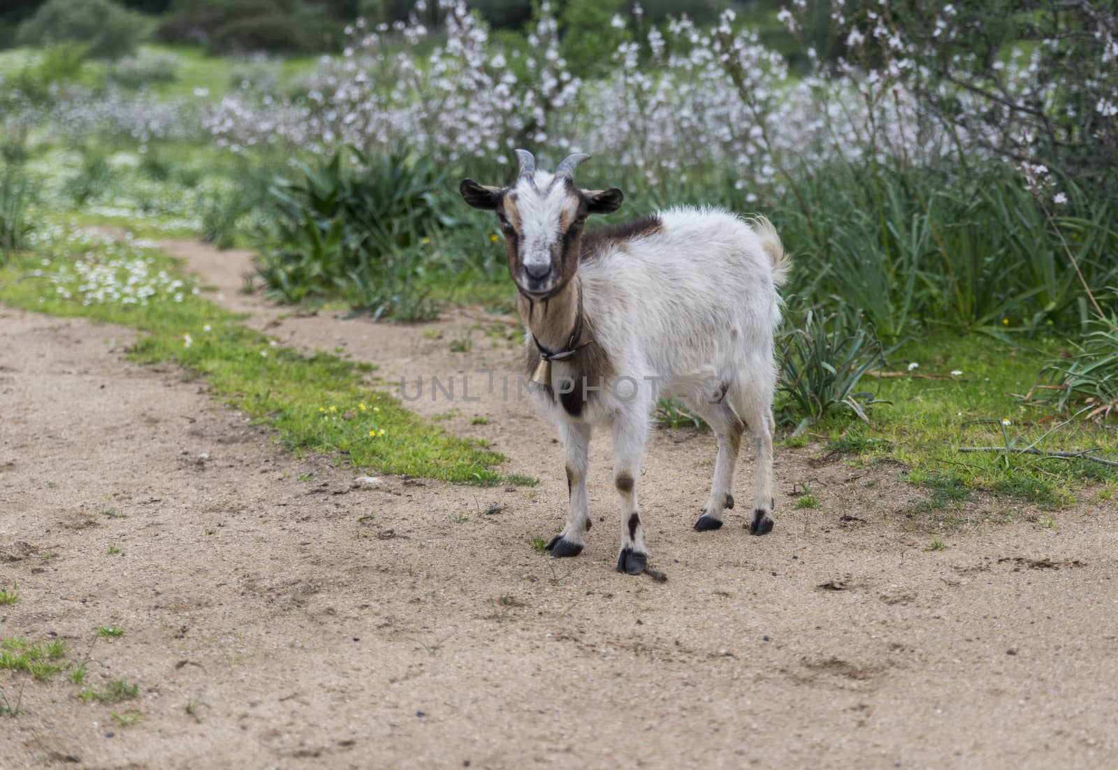 mountain goat in sardinia the italian island
