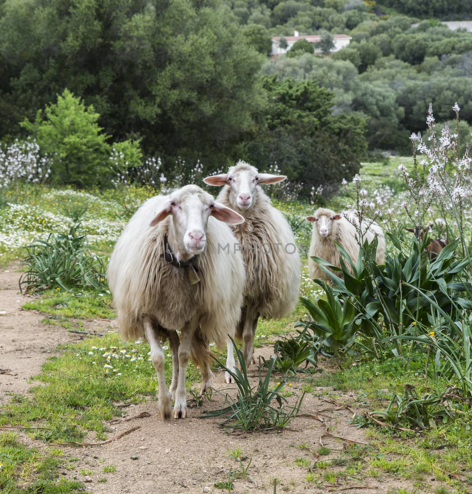 three sardinia sheep with green forest as backround