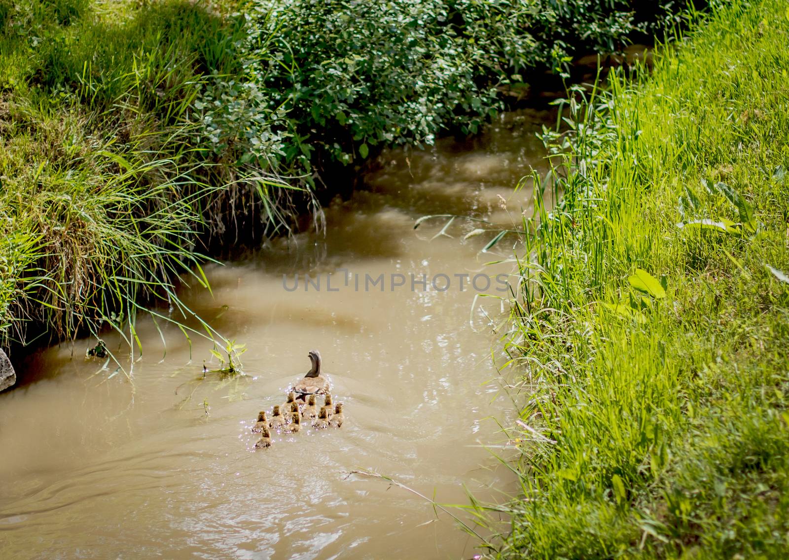 Duck and ducklings following swimming in pond