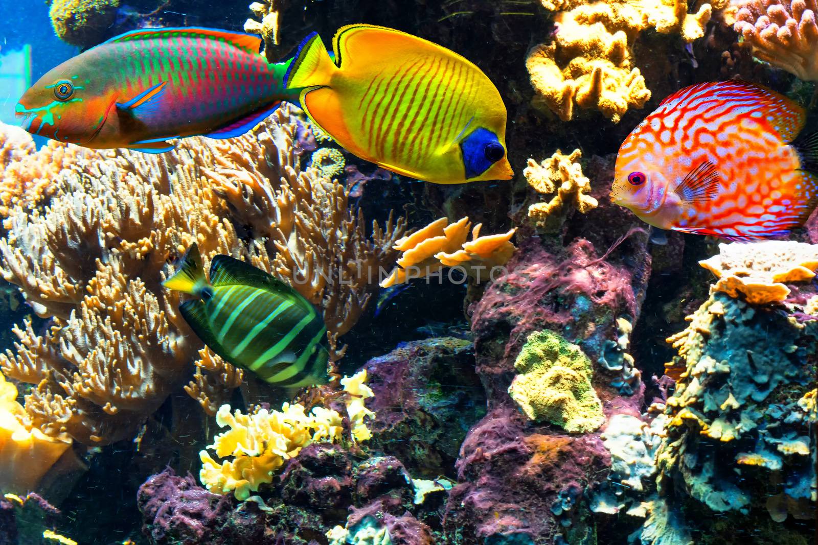 Colorful beautiful fish and underwater landscapes in the sea.    by JFsPic