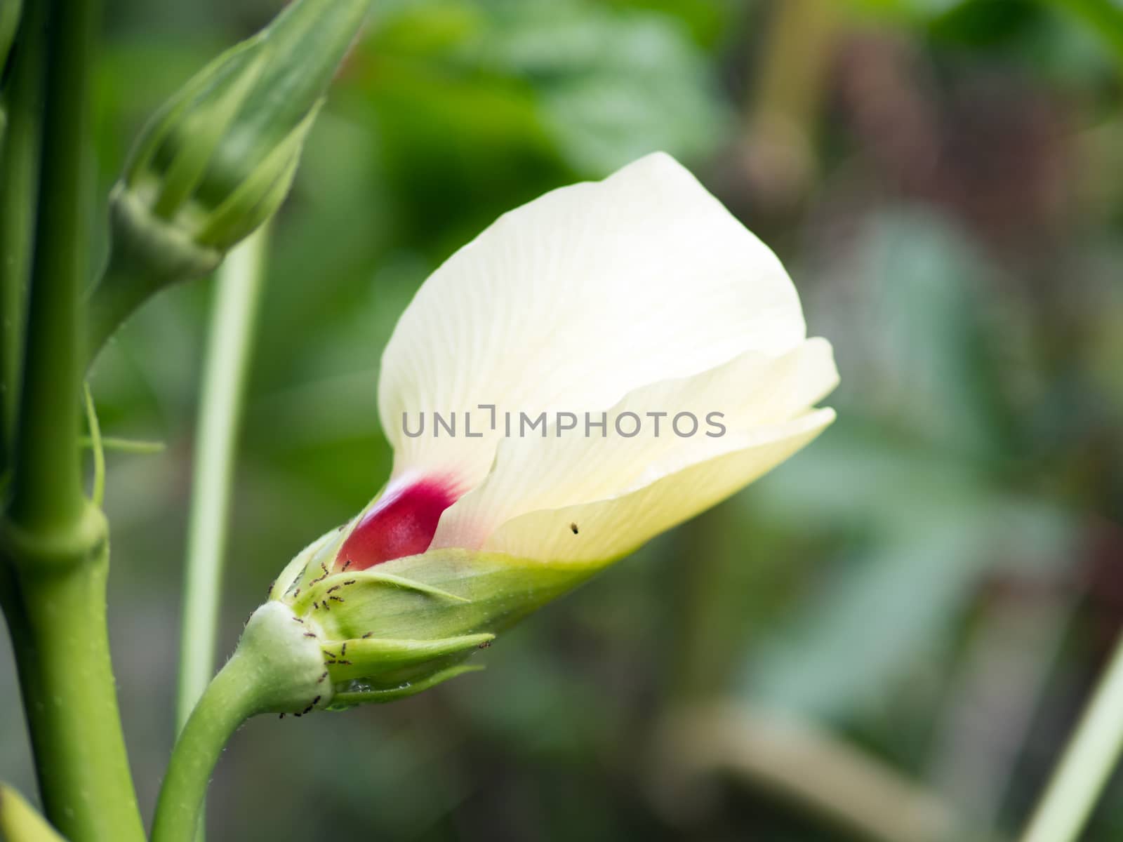 Close up of okra vegetable plant and its flower