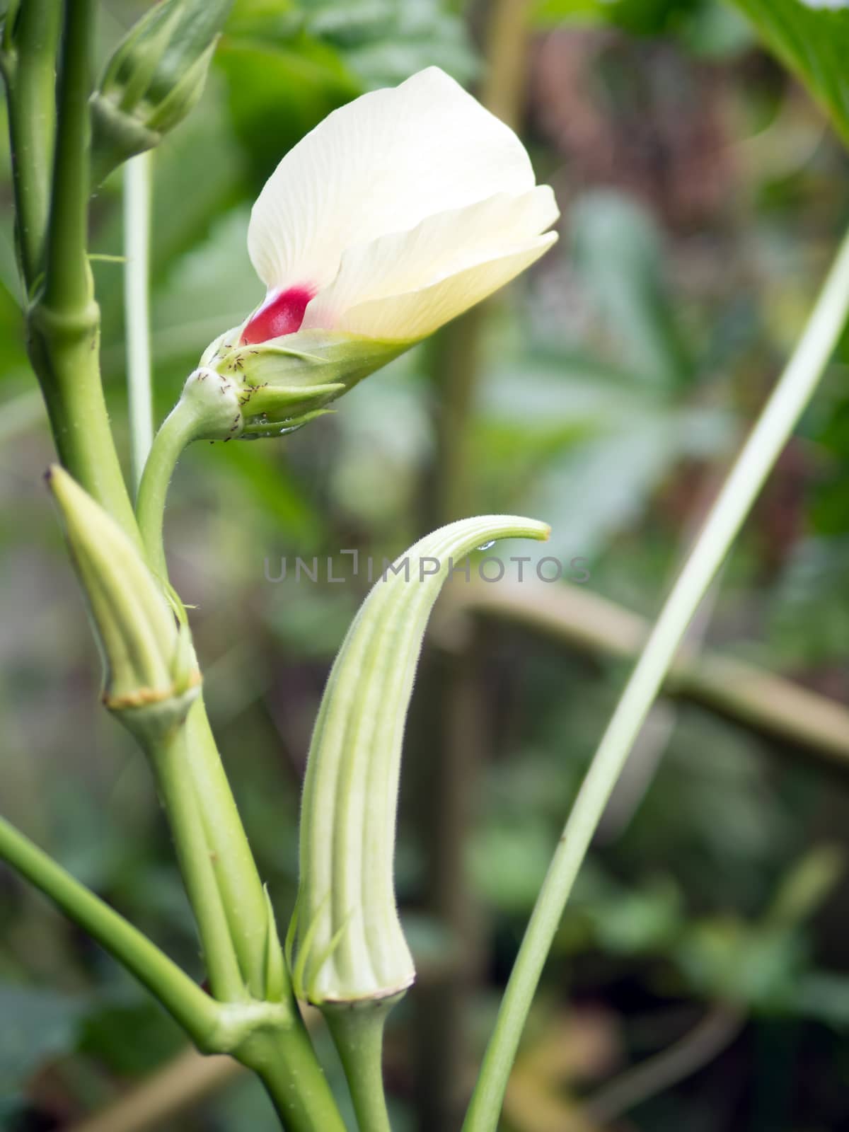 Close up of okra vegetable plant and its flower