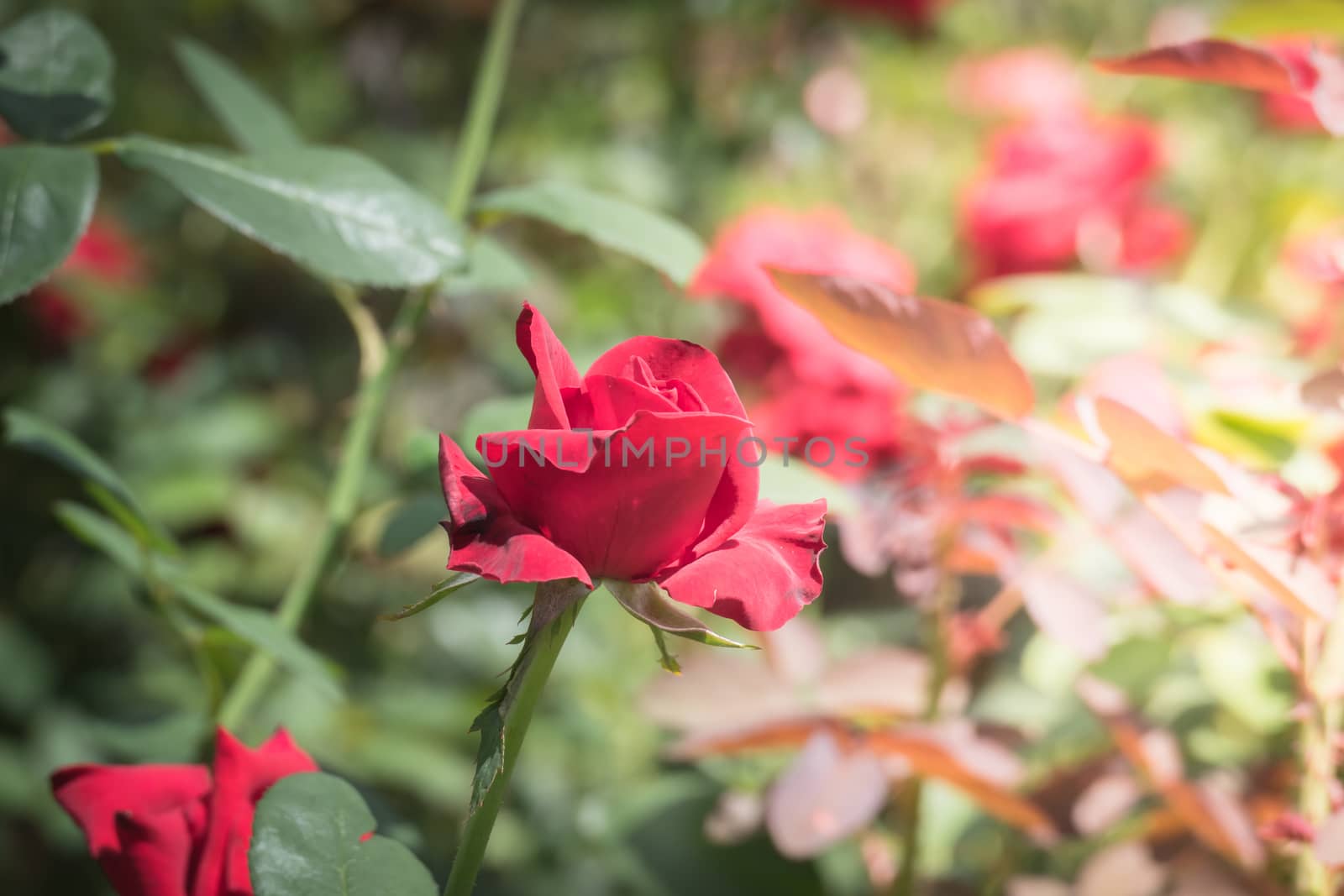 Roses in the garden, Roses are beautiful with a beautiful sunny day.