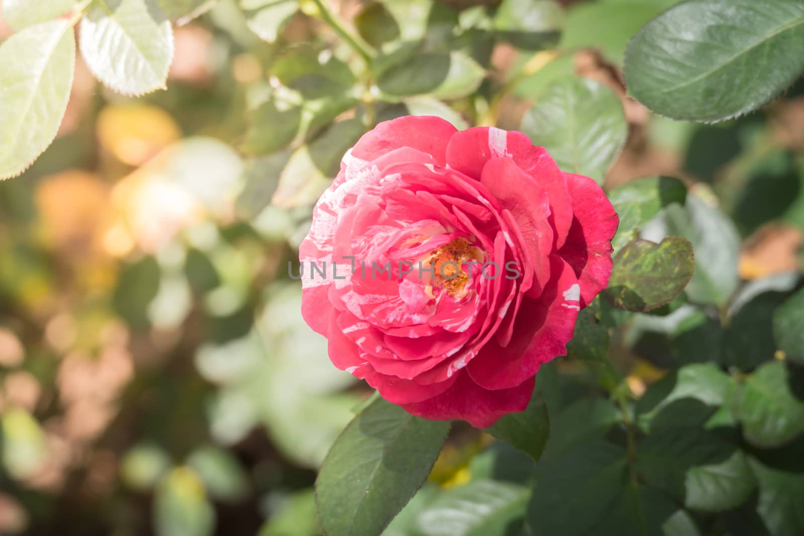 Roses in the garden, Roses are beautiful with a beautiful sunny day.