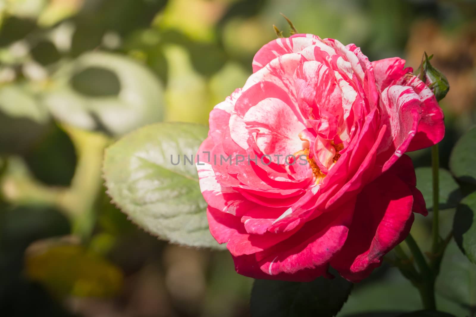 Roses in the garden, Roses are beautiful with a beautiful sunny day.