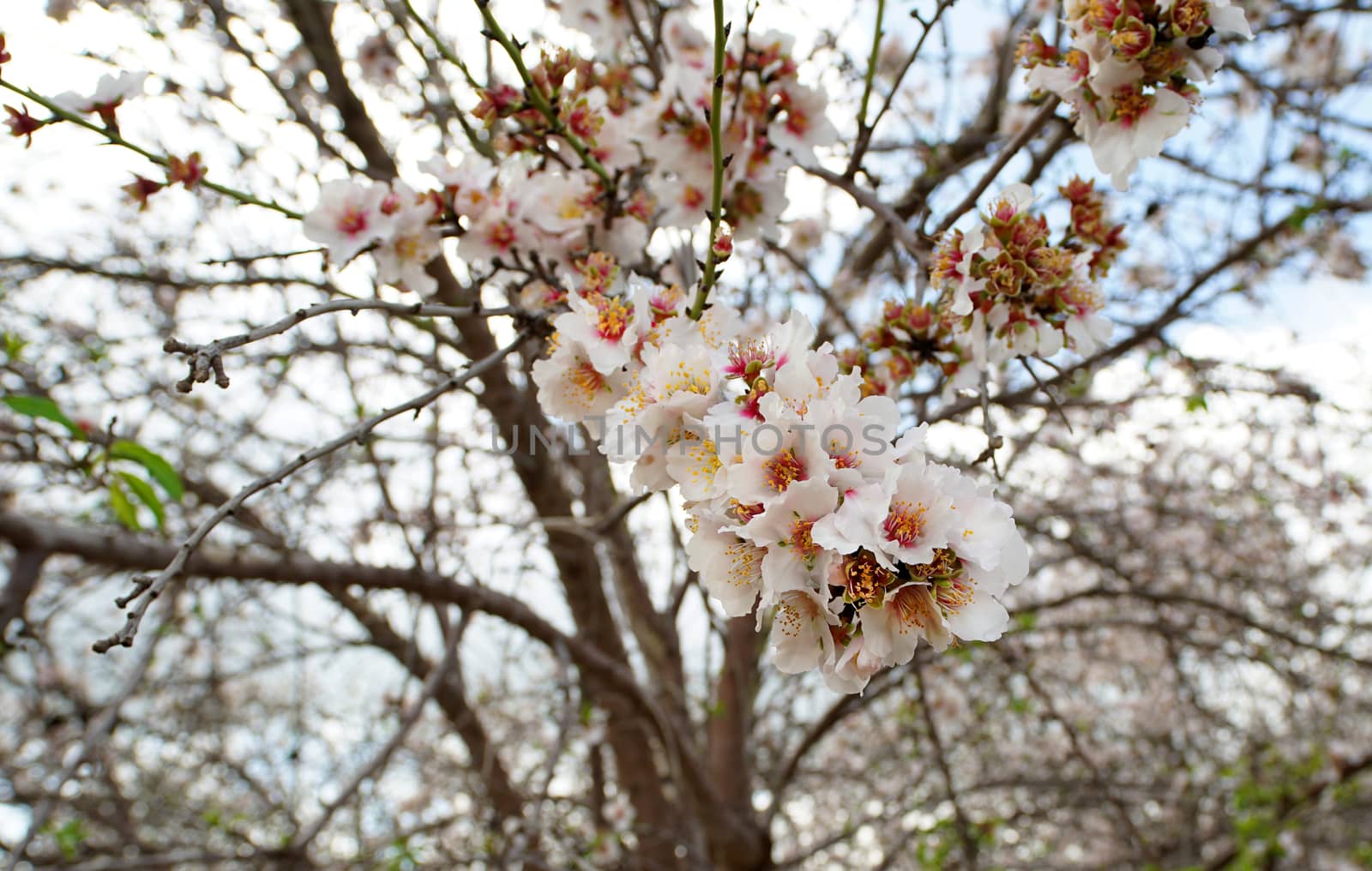 agricultural landscape, branch of a blossoming fruit tree 