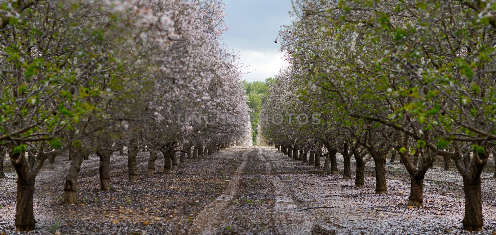 agricultural landscape, blooming garden with fruit trees