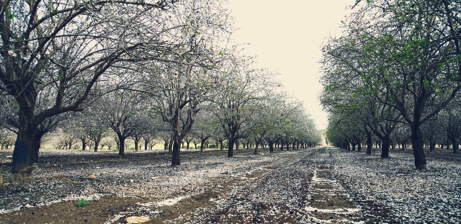 agricultural landscape, blooming garden with fruit trees