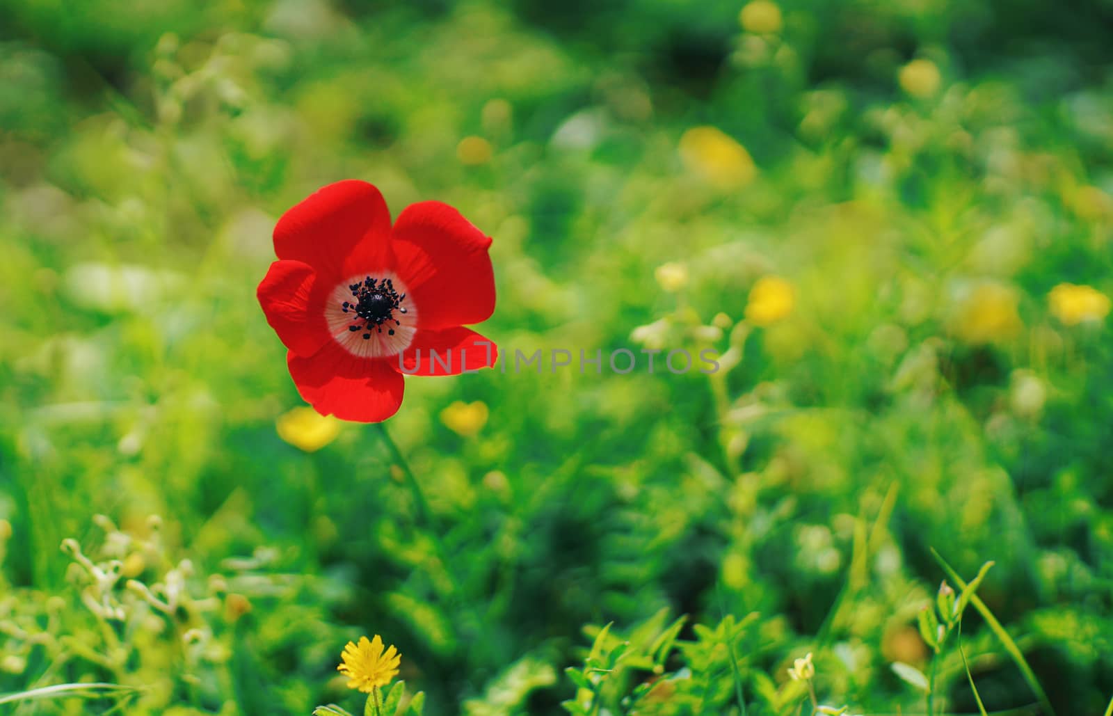 rural landscape, a field of flowering red poppies                               