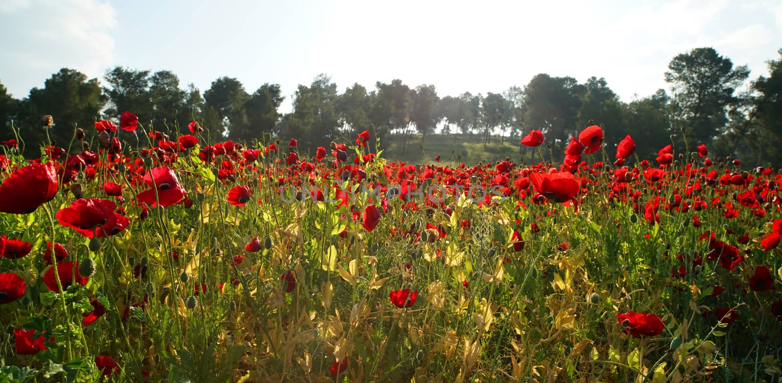 rural landscape, a field of flowering red poppies