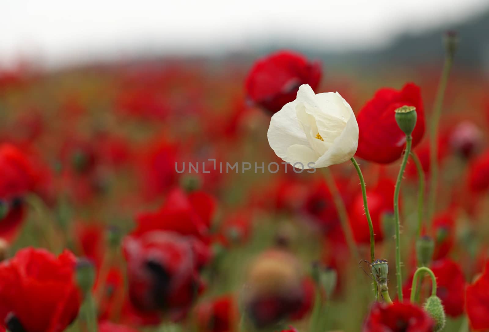 rural landscape, a field of flowering red poppies