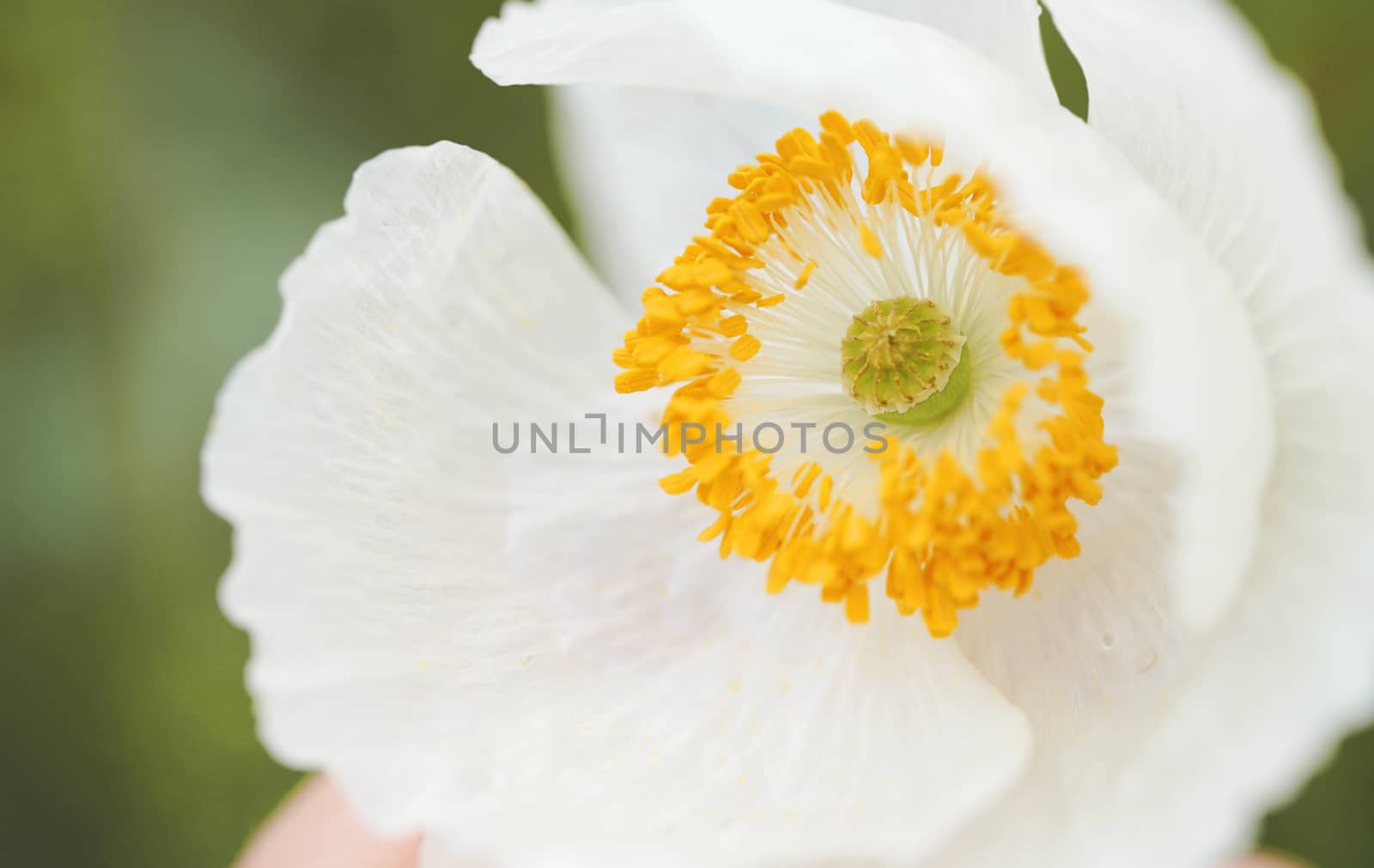 blooming white poppy closeup by MegaArt
