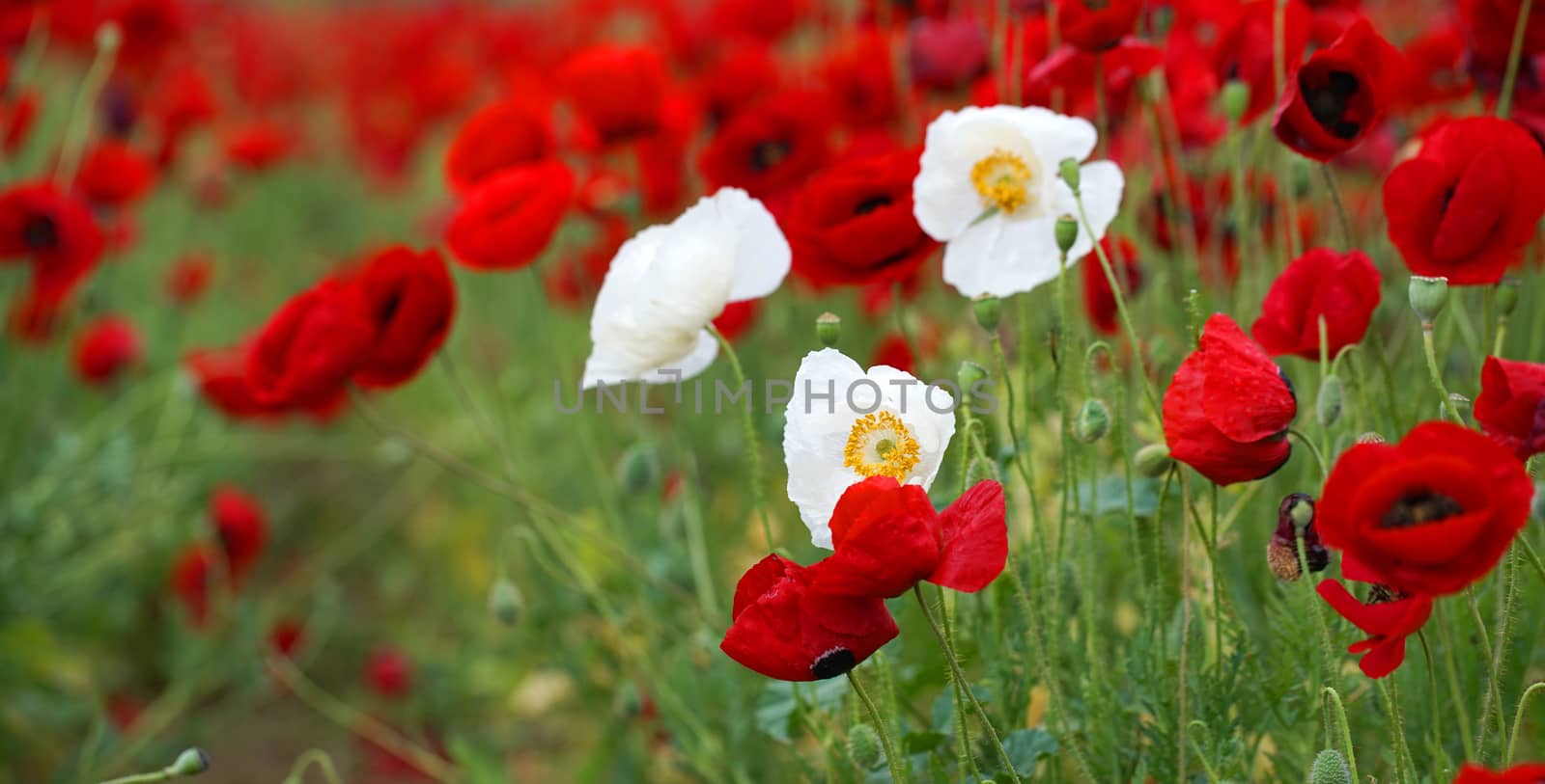 rural landscape, a field of flowering red poppies