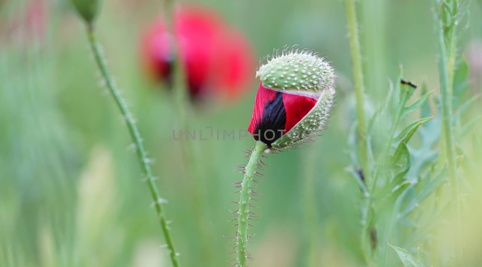 rural landscape, a field of flowering red poppies